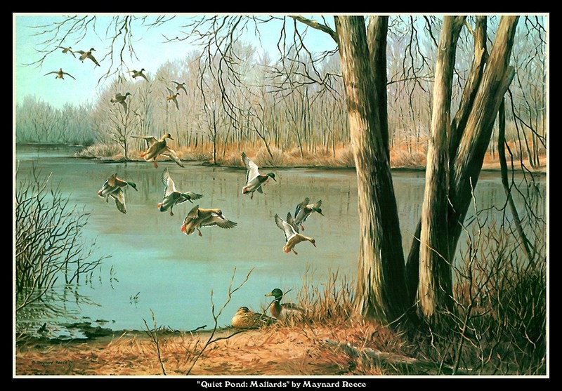 [CameoRose scan] Painted by Maynard Reece, Quiet Pond: Mallards; DISPLAY FULL IMAGE.