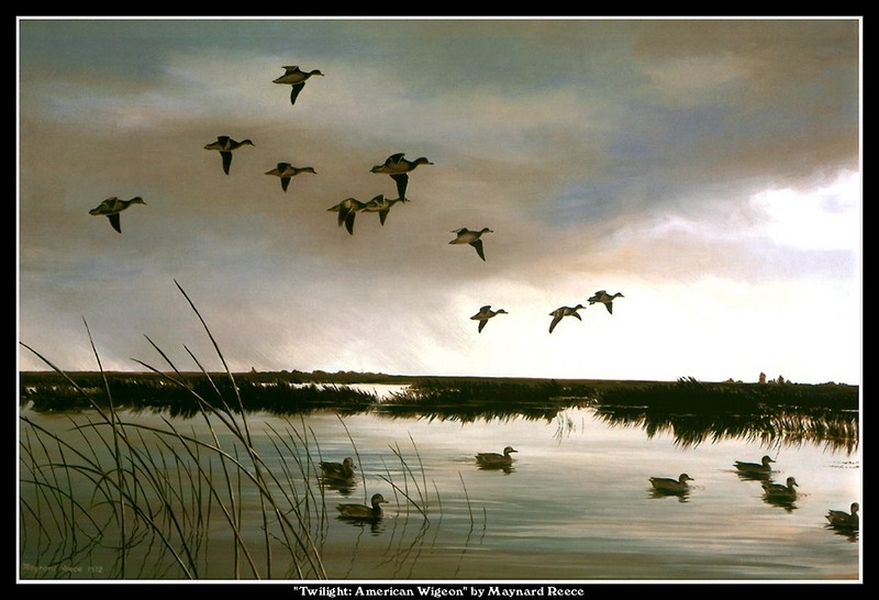 [CameoRose scan] Painted by Maynard Reece, Twilight: American Wigeon; DISPLAY FULL IMAGE.