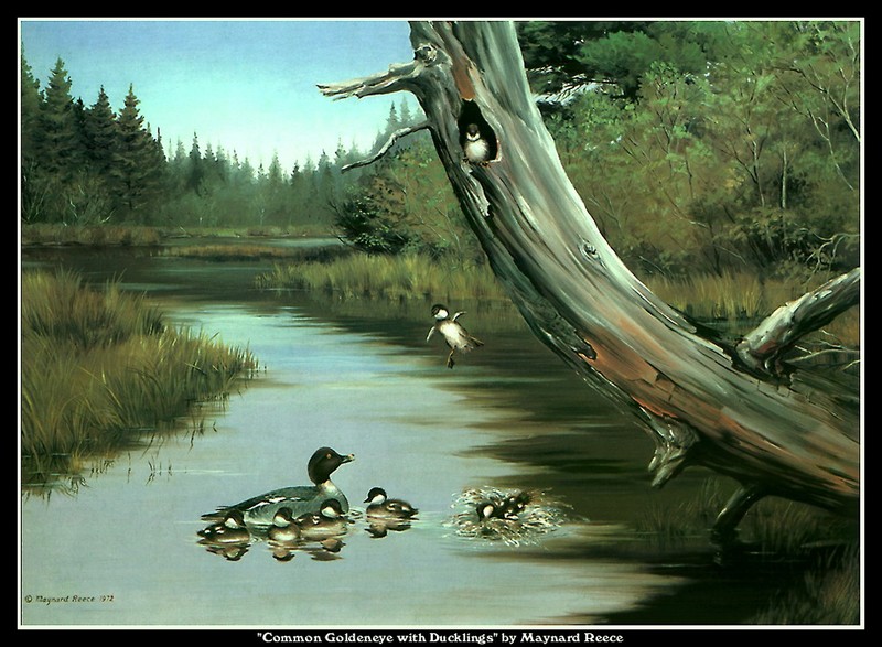 [CameoRose scan] Painted by Maynard Reece, Common Goldeneye with Ducklings; DISPLAY FULL IMAGE.