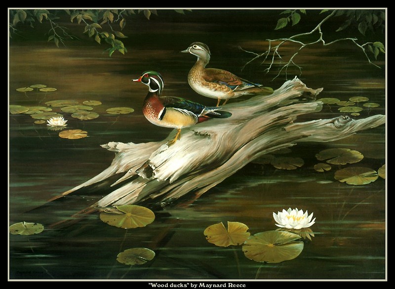 [CameoRose scan] Painted by Maynard Reece, Wood Ducks; DISPLAY FULL IMAGE.