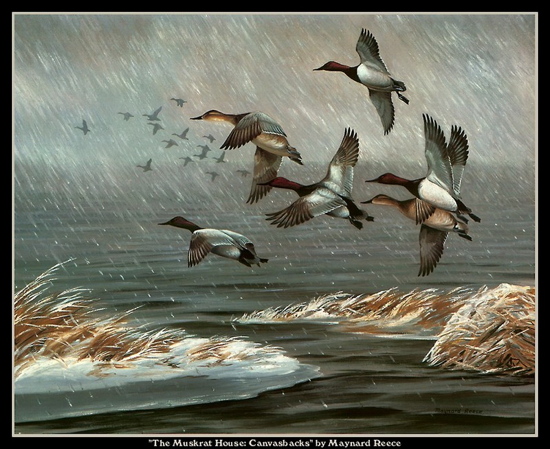 [CameoRose scan] Painted by Maynard Reece, The Muskrat House: Canvasbacks; DISPLAY FULL IMAGE.