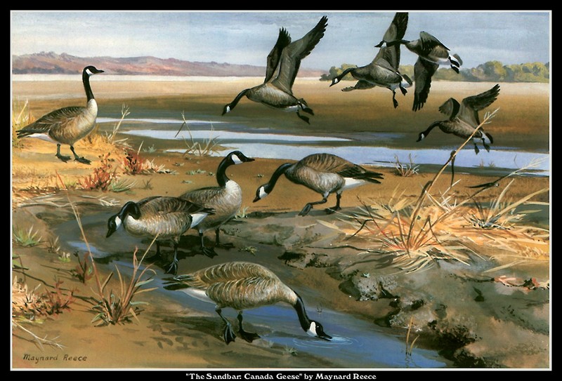[CameoRose scan] Painted by Maynard Reece, The Sandbar: Canada Geese; DISPLAY FULL IMAGE.