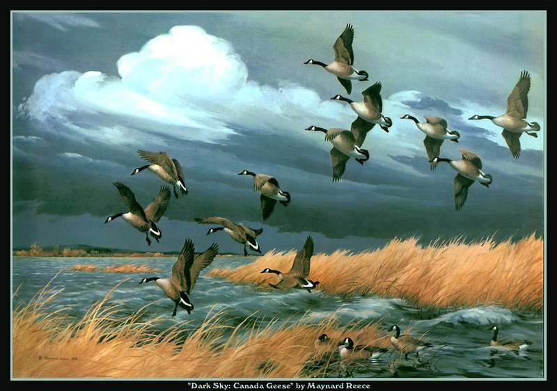 [CameoRose scan] Painted by Maynard Reece, Dark Sky: Canada Geese; DISPLAY FULL IMAGE.