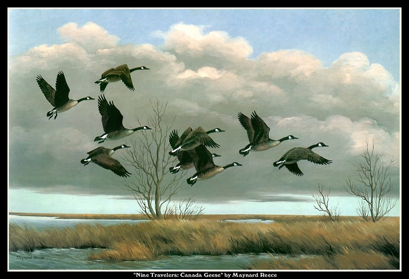 [CameoRose scan] Painted by Maynard Reece, Nine Travelers: Canada Geese; DISPLAY FULL IMAGE.