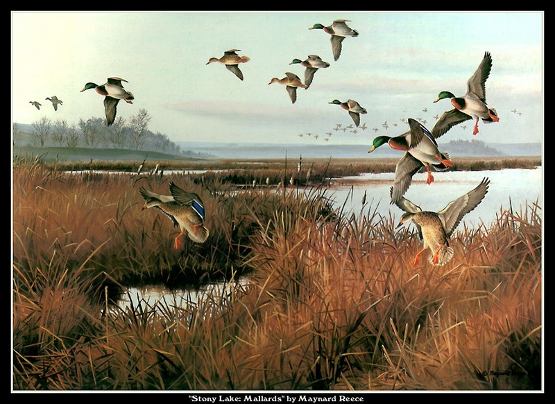 [CameoRose scan] Painted by Maynard Reece, Stony Lake: Mallards; DISPLAY FULL IMAGE.