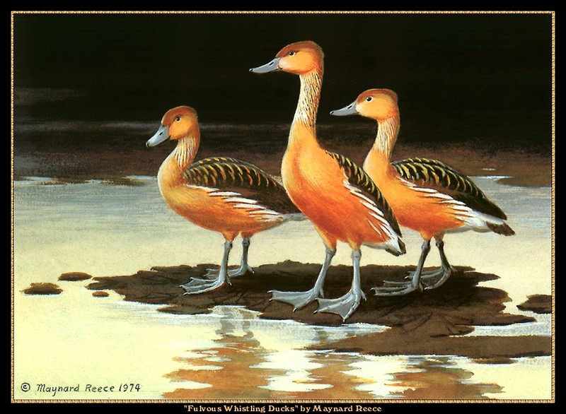 [CameoRose scan] Painted by Maynard Reece, Fuvous Whistling Ducks; DISPLAY FULL IMAGE.