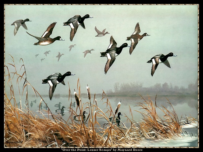[CameoRose scan] Painted by Maynard Reece, Over the Point: Lesser Scaups; DISPLAY FULL IMAGE.