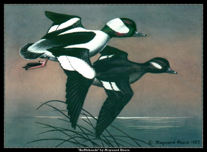 [CameoRose scan] Painted by Maynard Reece, Buffleheads; DISPLAY FULL IMAGE.