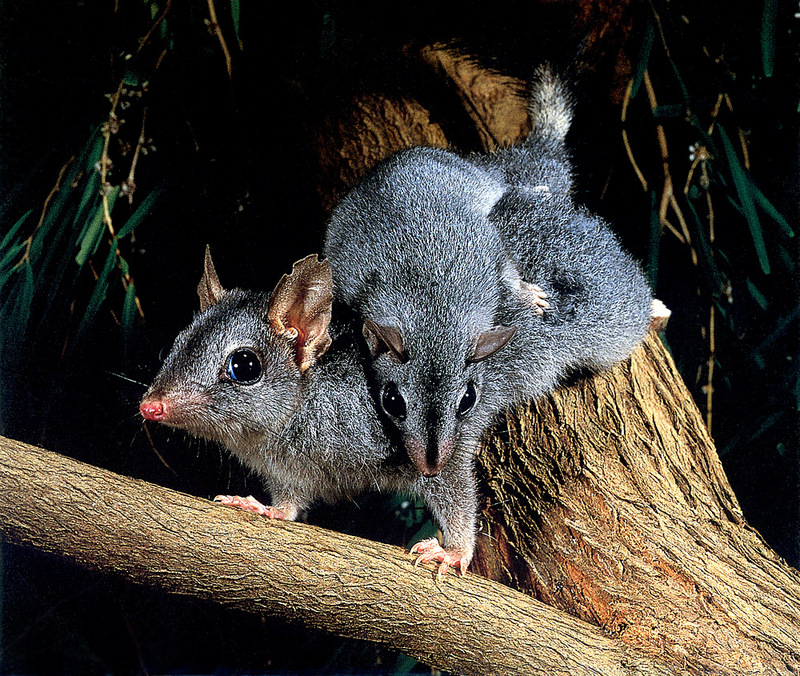 CPerrien scan] Australian Native Animals 2002 Calendar (AG): Brush-tailed Phascogale; DISPLAY FULL IMAGE.