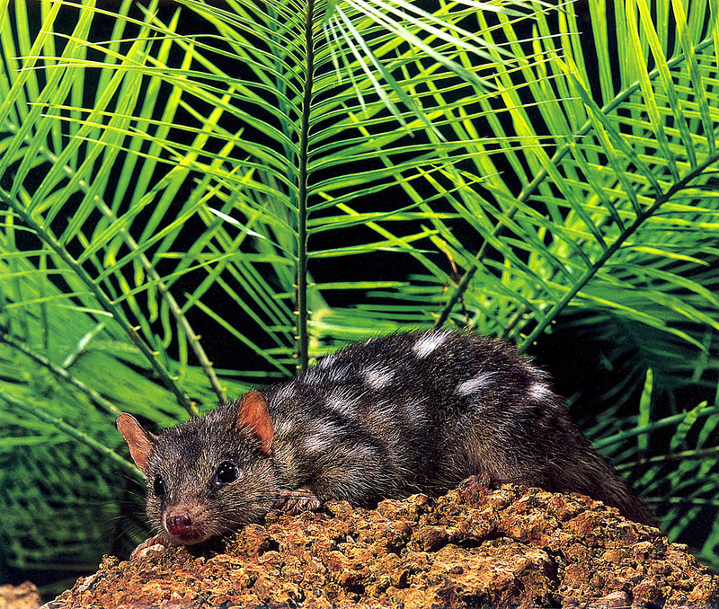 CPerrien scan] Australian Native Animals 2002 Calendar (AG): Northern Quoll; DISPLAY FULL IMAGE.