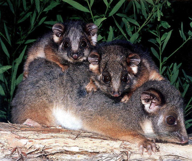 CPerrien scan] Australian Native Animals 2002 Calendar (AG): Common Ringtail Possum; DISPLAY FULL IMAGE.