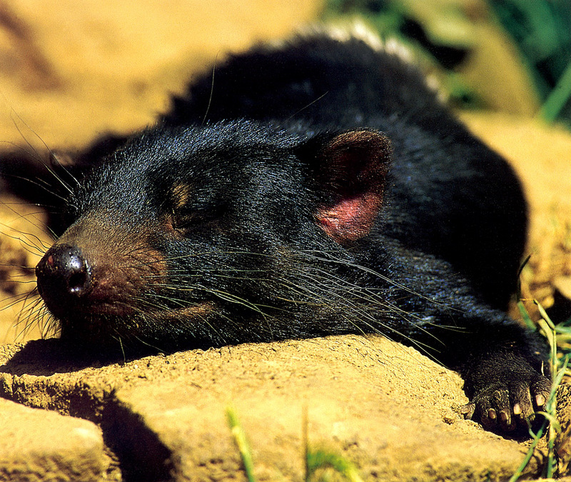 CPerrien scan] Australian Native Animals 2002 Calendar (AG): Tasmanian Devil; DISPLAY FULL IMAGE.