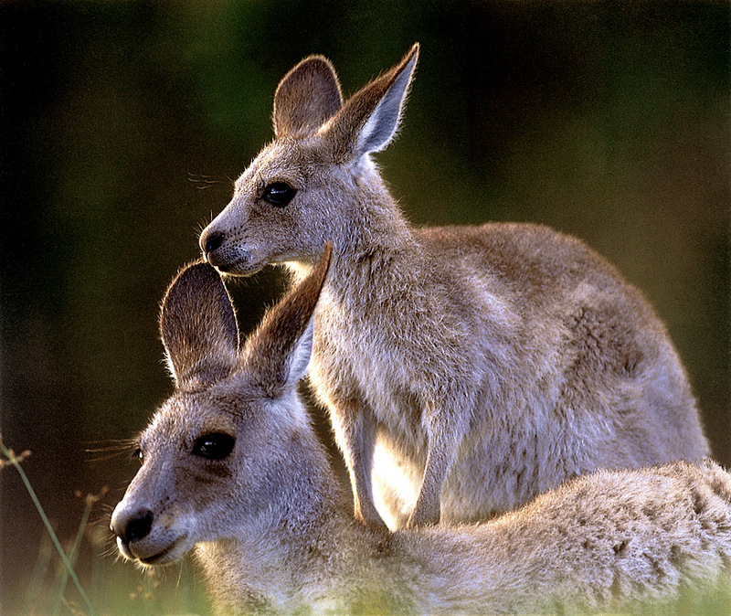CPerrien scan] Australian Native Animals 2002 Calendar (AG): Eastern Grey Kangaroo; DISPLAY FULL IMAGE.