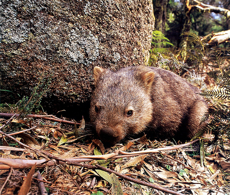 CPerrien scan] Australian Native Animals 2002 Calendar (AG): Common Wombat; DISPLAY FULL IMAGE.