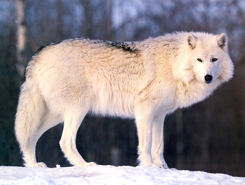 [CPerrien scan] Wolves - A Bay Street 2001 Calendar; DISPLAY FULL IMAGE.