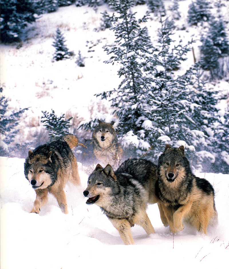 [CPerrien scan] Wolves - A Bay Street 2001 Calendar; DISPLAY FULL IMAGE.