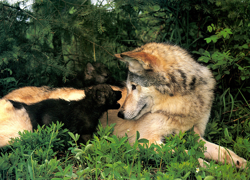 [CPerrien scan] Wolves - A Bay Street 2001 Calendar; DISPLAY FULL IMAGE.