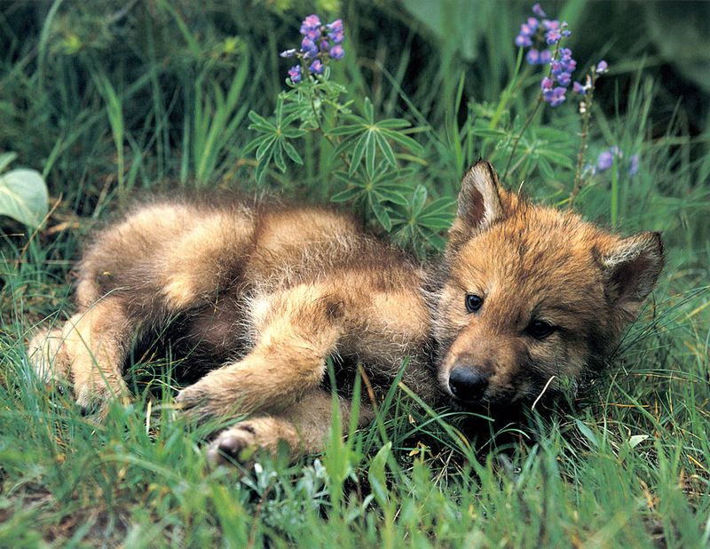 [CPerrien scan] Wolves - A Bay Street 2001 Calendar; DISPLAY FULL IMAGE.