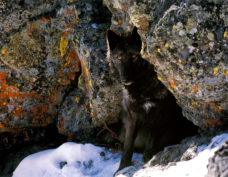 [CPerrien scan] Wolves - A Bay Street 2001 Calendar; DISPLAY FULL IMAGE.