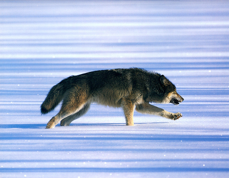 [CPerrien scan] Wolves - A Bay Street 2001 Calendar; DISPLAY FULL IMAGE.