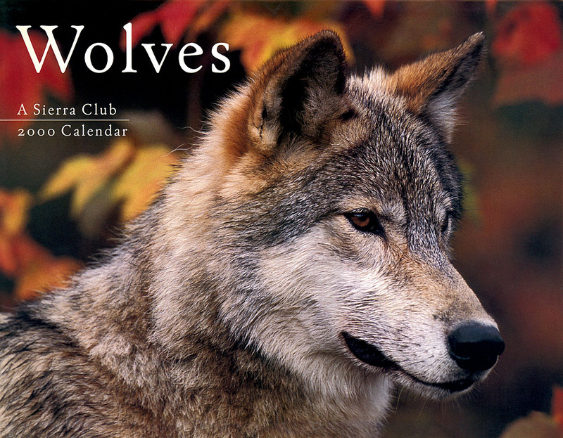 [CPerrien scan] Wolves - A Sierra Club 2000 Calendar: Front; DISPLAY FULL IMAGE.