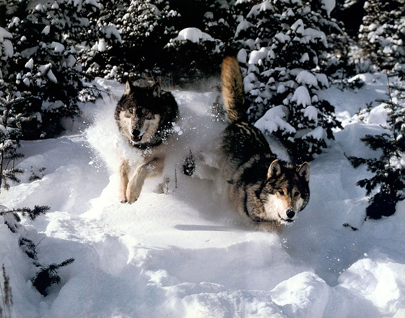 [CPerrien scan] Wolves - A Sierra Club 2000 Calendar; DISPLAY FULL IMAGE.