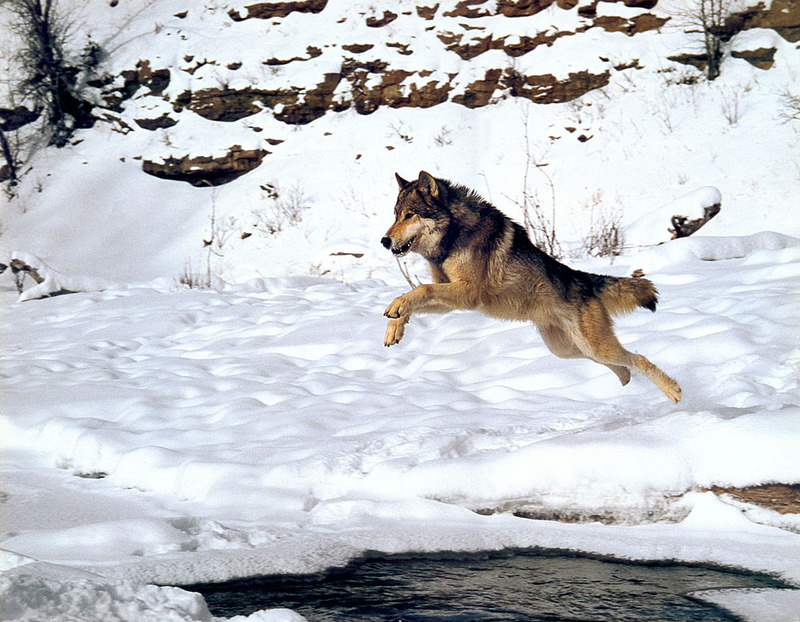 [CPerrien scan] Wolves - A Sierra Club 2000 Calendar; DISPLAY FULL IMAGE.