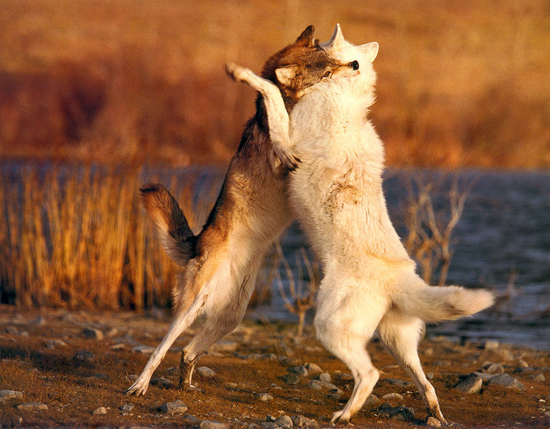 [CPerrien scan] Wolves - A Sierra Club 2000 Calendar; DISPLAY FULL IMAGE.