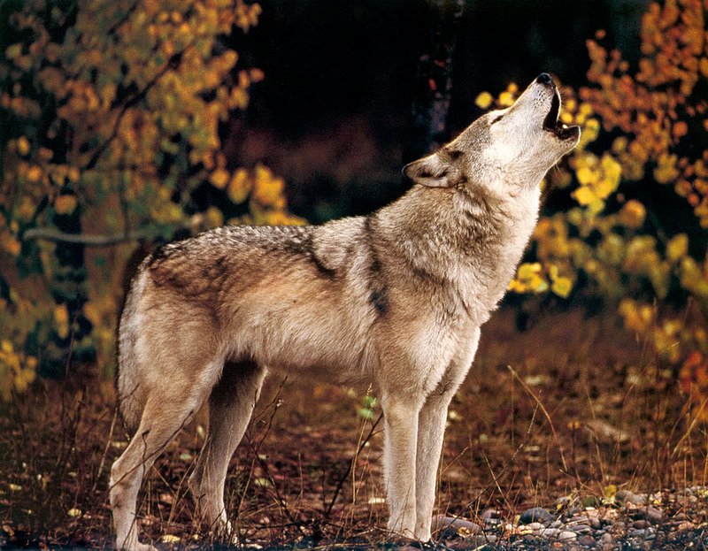 [CPerrien scan] Wolves - A Sierra Club 2000 Calendar; DISPLAY FULL IMAGE.