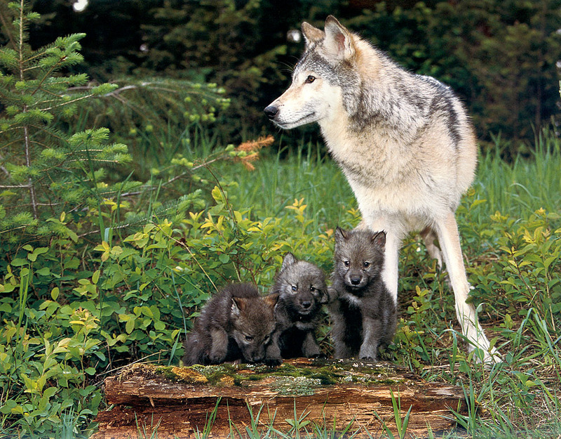 [CPerrien scan] Wolves - A Sierra Club 2000 Calendar; DISPLAY FULL IMAGE.