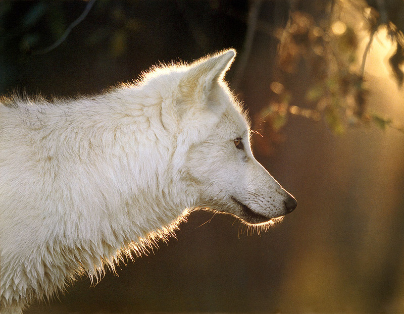 [CPerrien scan] Wolves - A Sierra Club 2000 Calendar; DISPLAY FULL IMAGE.