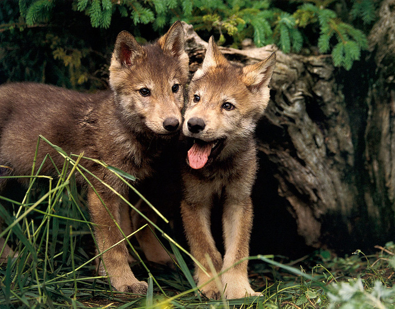 [CPerrien scan] Wolves - A Sierra Club 2000 Calendar; DISPLAY FULL IMAGE.