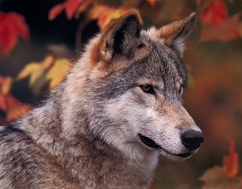 [CPerrien scan] Wolves - A Sierra Club 2000 Calendar; DISPLAY FULL IMAGE.