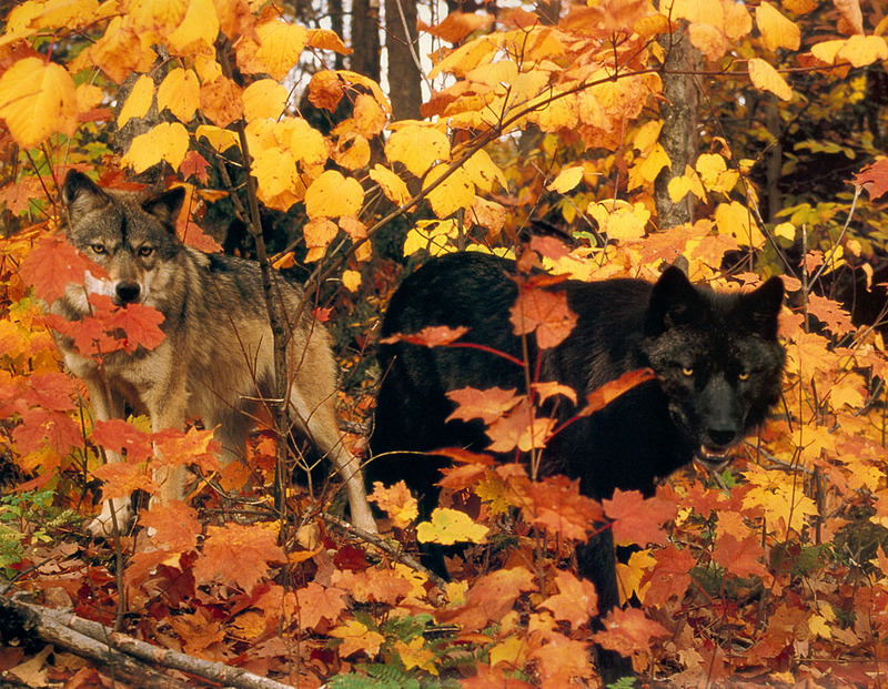 [CPerrien scan] Wolves - A Sierra Club 2000 Calendar; DISPLAY FULL IMAGE.