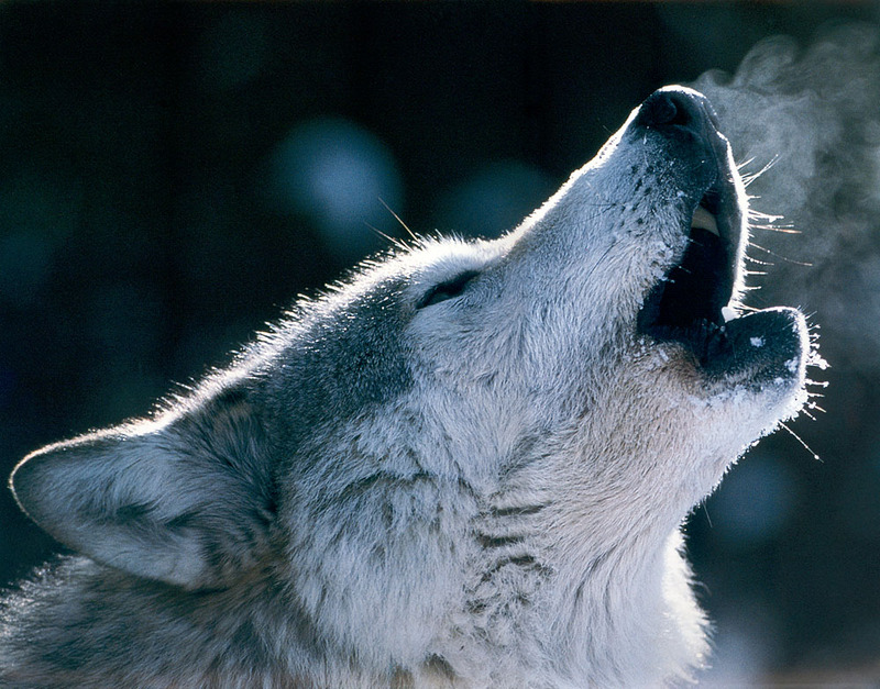 [CPerrien scan] Wolves - A Sierra Club 2000 Calendar; DISPLAY FULL IMAGE.