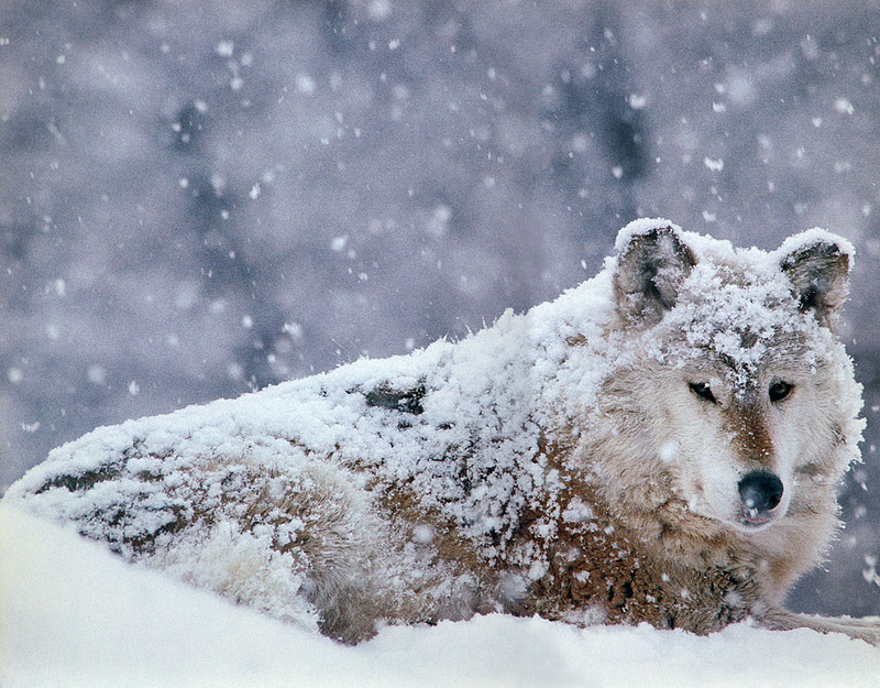 [CPerrien scan] Wolves - A Sierra Club 2000 Calendar; DISPLAY FULL IMAGE.