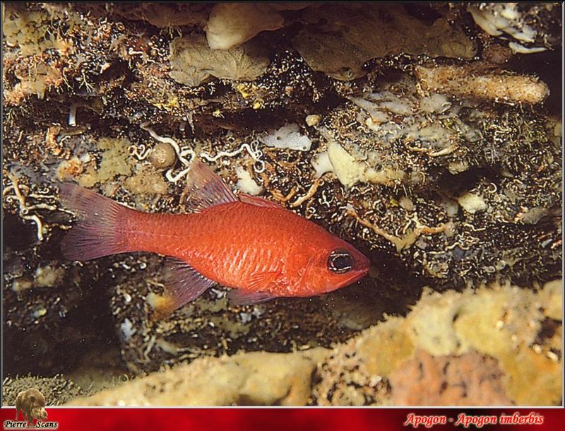 [PO Scans - Aquatic Life] Cardinal fish (Apogon imberbis); DISPLAY FULL IMAGE.