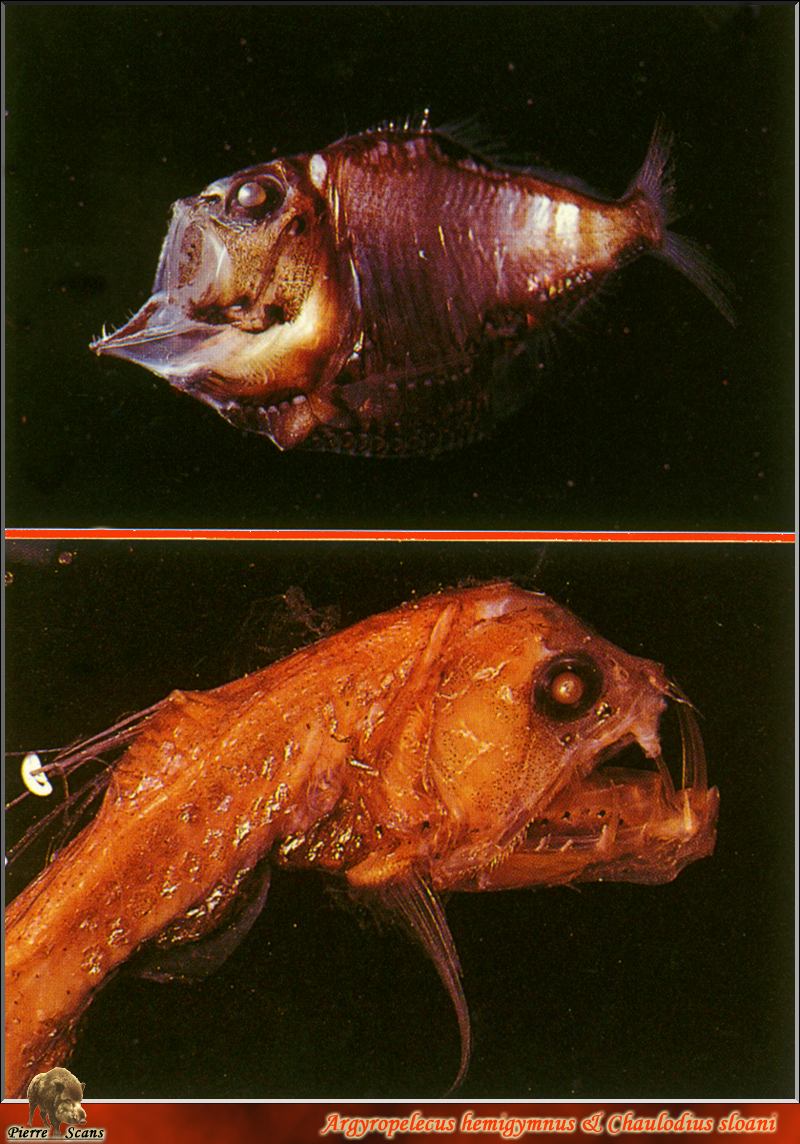 [PO Scans - Aquatic Life] Half-naked hatchetfish (Argyropelecus hemigymnus) & Sloane's viperfish (Chauliodus sloani); DISPLAY FULL IMAGE.