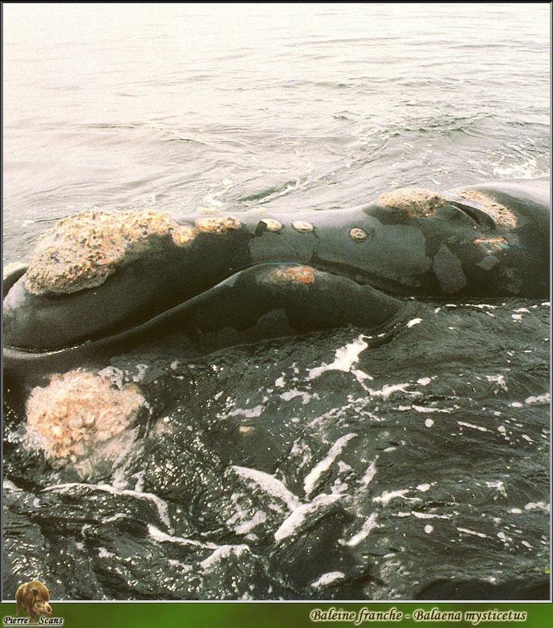 [PO Scans - Aquatic Life] Bowhead whale (Balaena mysticetus); DISPLAY FULL IMAGE.