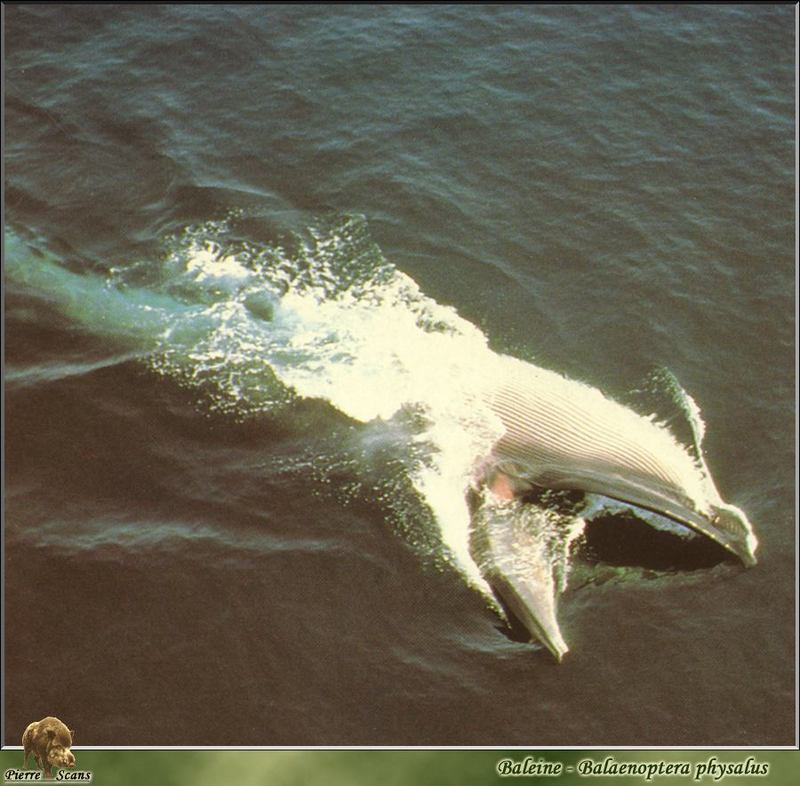 [PO Scans - Aquatic Life] Fin whale (Balaenoptera physalus); DISPLAY FULL IMAGE.
