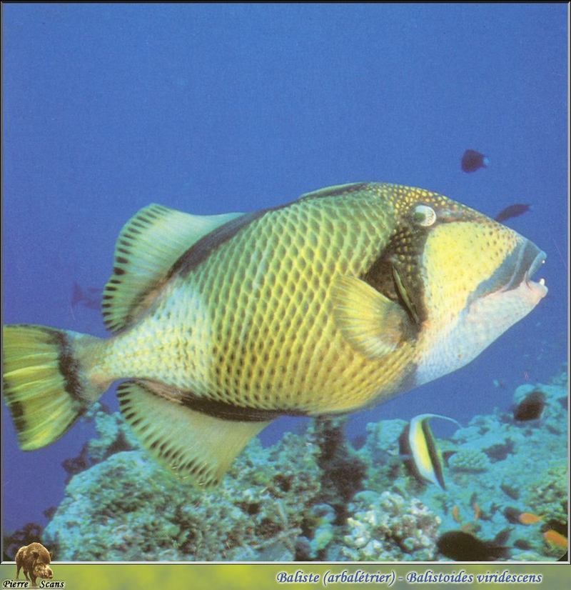 [PO Scans - Aquatic Life] Titan triggerfish (Balistoides viridescens); DISPLAY FULL IMAGE.