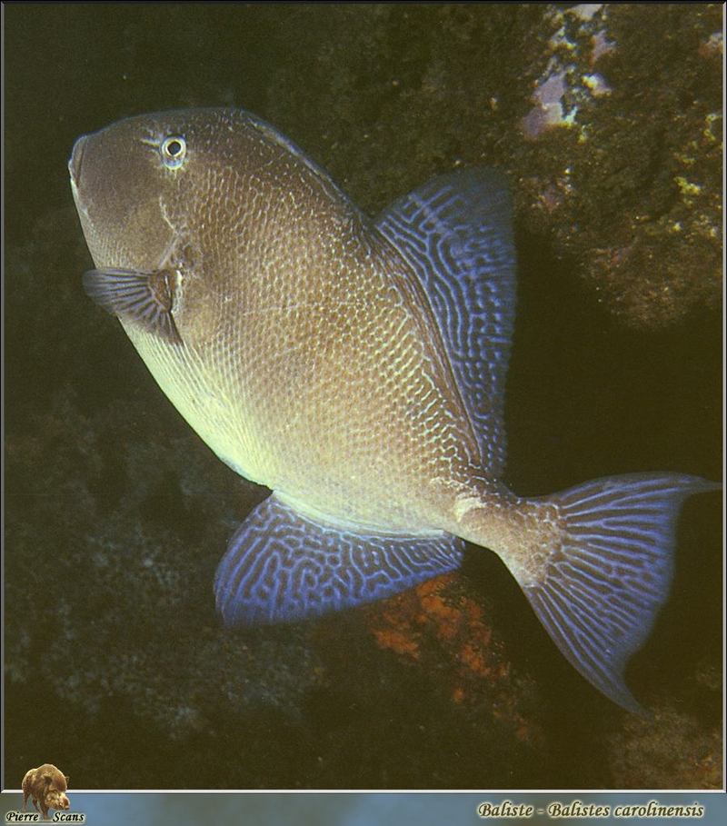 [PO Scans - Aquatic Life] Grey triggerfish (Balistes capriscus); DISPLAY FULL IMAGE.