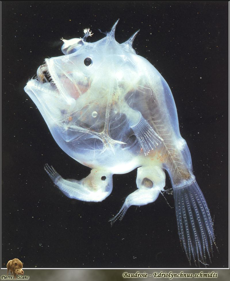 [PO Scans - Aquatic Life] Soft Leafvent Angler (Haplophryne mollis), 獨樹鬚魚/舒氏狼鮟鱇; DISPLAY FULL IMAGE.