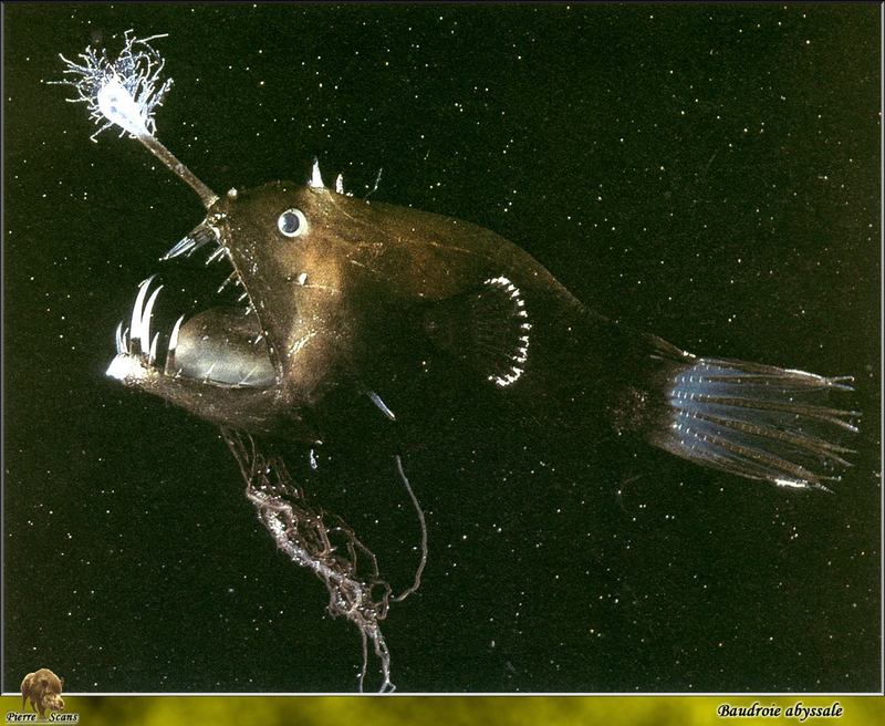 [PO Scans - Aquatic Life] Abyssal Angler fish; DISPLAY FULL IMAGE.