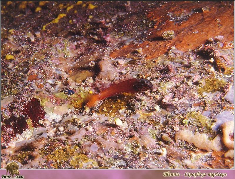 [PO Scans - Aquatic Life] Black-headed blenny (Lipophrys nigriceps); DISPLAY FULL IMAGE.