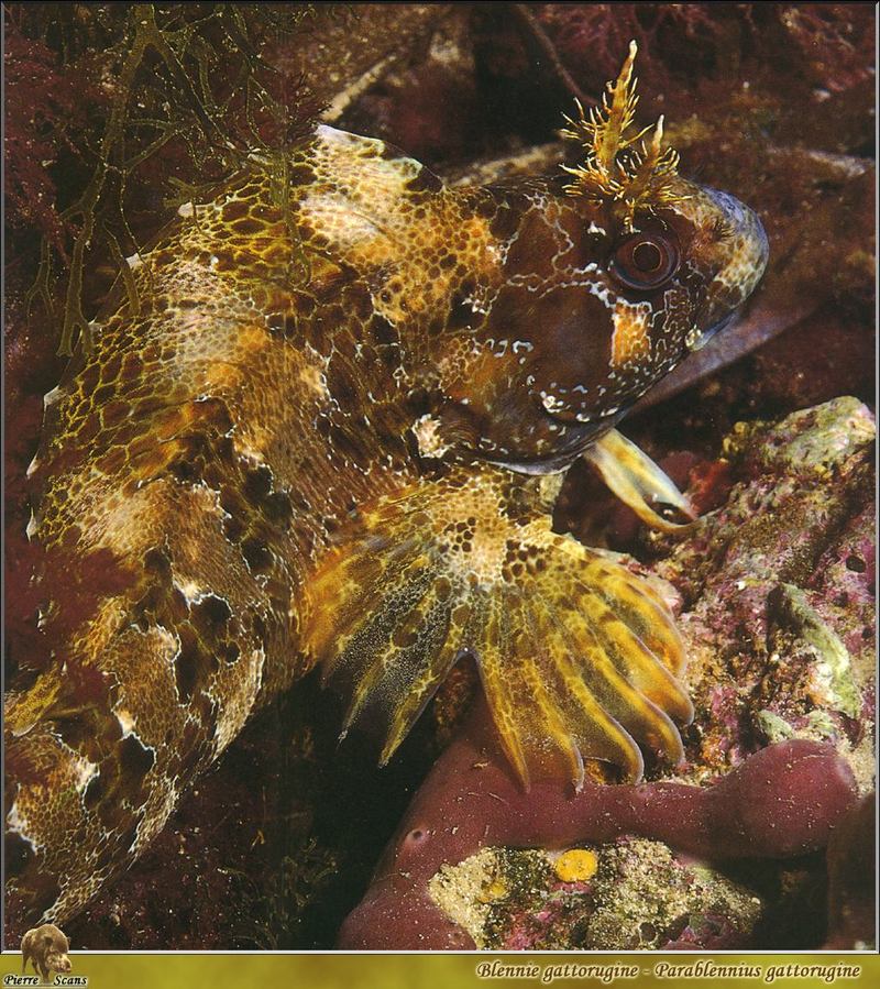 [PO Scans - Aquatic Life] Tompot blenny (Parablennius gattorugine); DISPLAY FULL IMAGE.