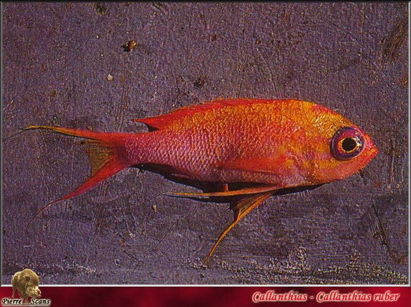 [PO Scans - Aquatic Life] Parrot seaperch (Callanthias ruber) {!--빨강벤자리-->; DISPLAY FULL IMAGE.