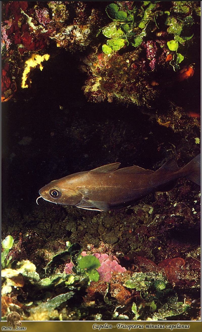 [PO Scans - Aquatic Life] Mediterranean poor cod (Trisopterus minutus capelanus); DISPLAY FULL IMAGE.