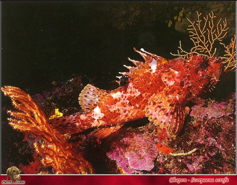 [PO Scans - Aquatic Life] Large-scaled scorpionfish (Scorpaena scrofa); DISPLAY FULL IMAGE.
