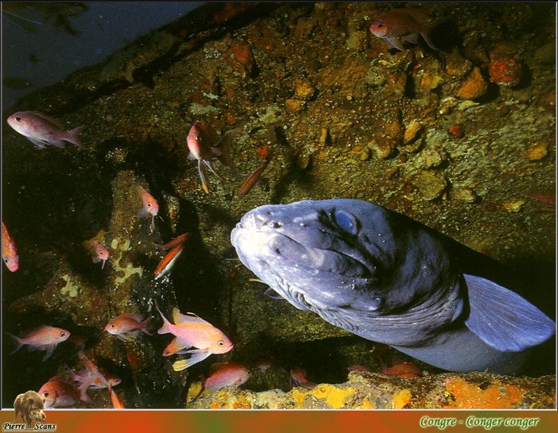 [PO Scans - Aquatic Life] European conger eel (Conger conger); DISPLAY FULL IMAGE.